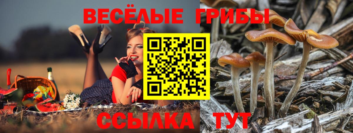 Псилоцибиновые грибы GOLDEN TEACHER Павловский Посад